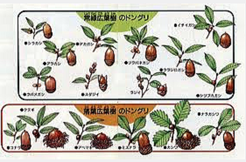 当日配布されたドングリの種類の紙